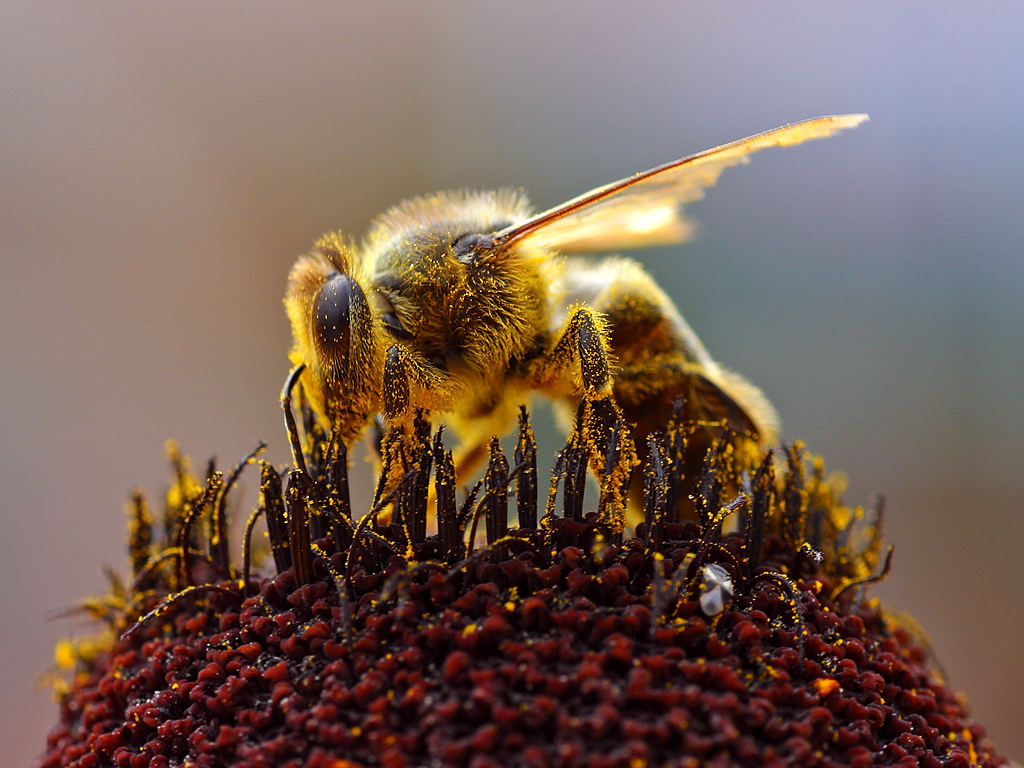 A honeybee gathers pollen from a sunflower, representing the vibrant energy of our fandom community.