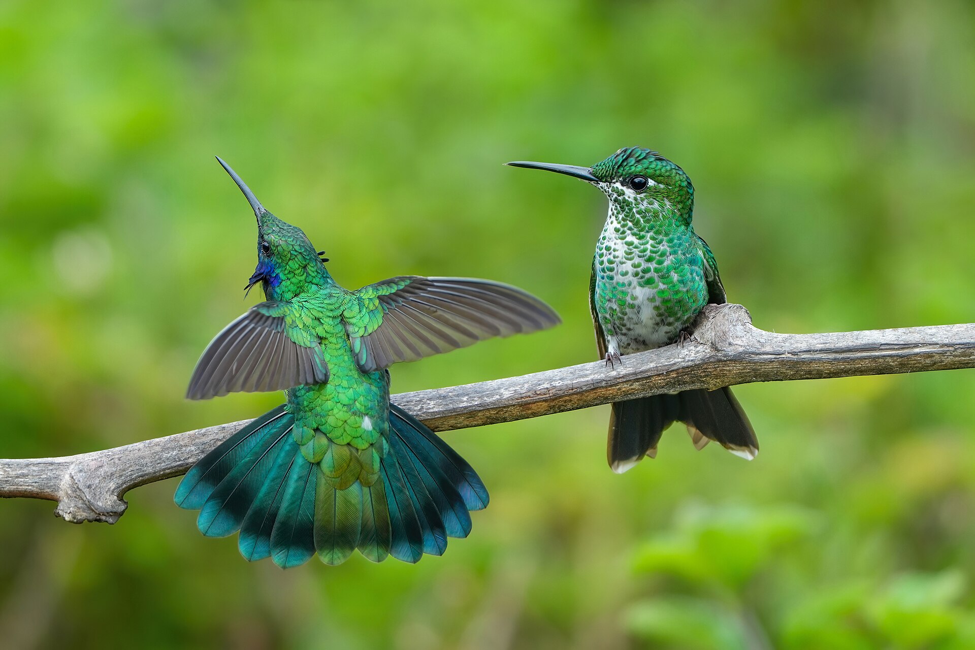 Two green hummingbirds rest on a branch surrounded by leaves, representing the beauty found within fandom.