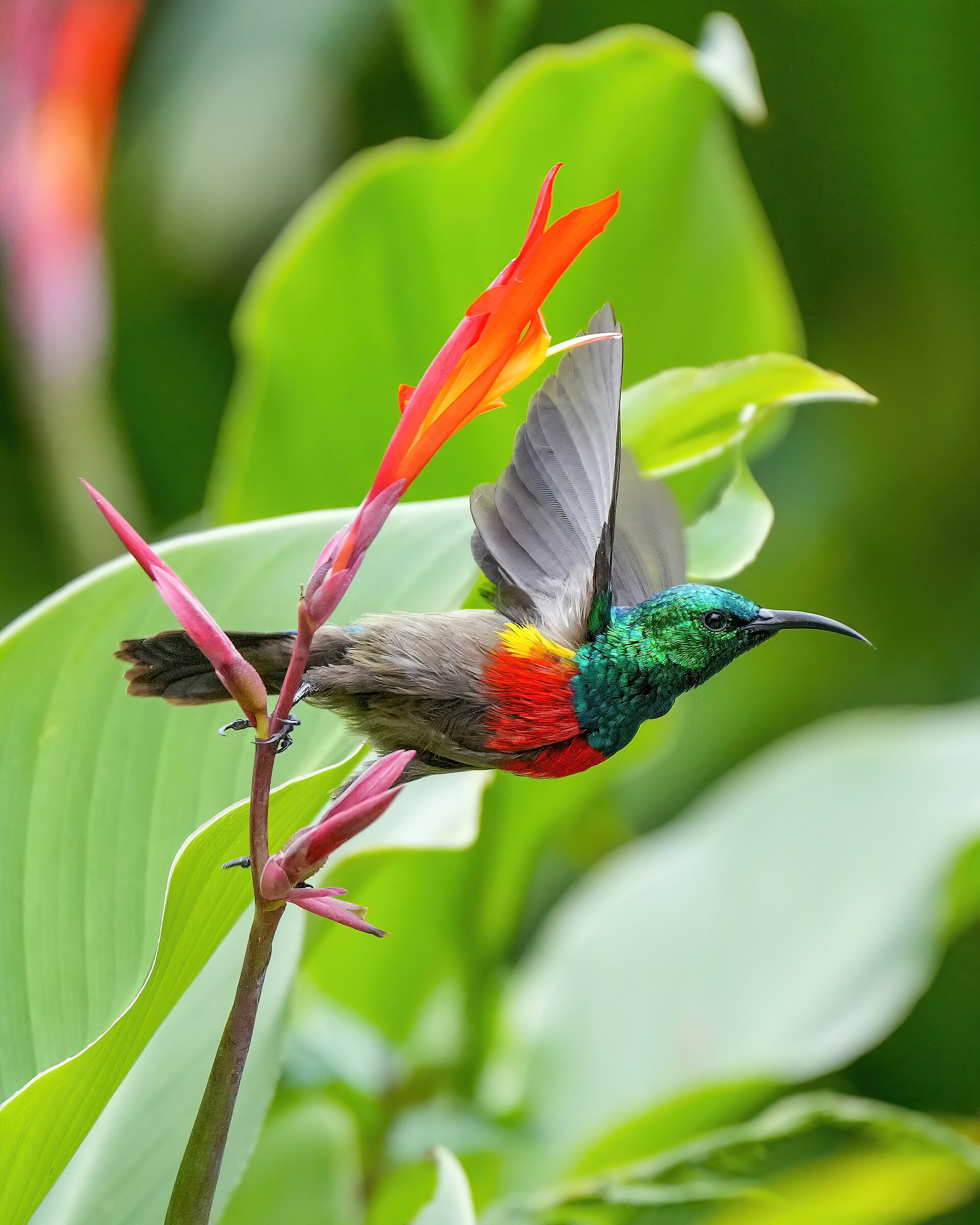 A sunbird sips nectar from a red canna lily flower, representing the beauty found within fandom.